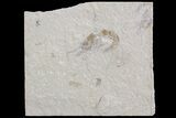 Cretaceous Fossil Shrimp - Lebanon #74534-1